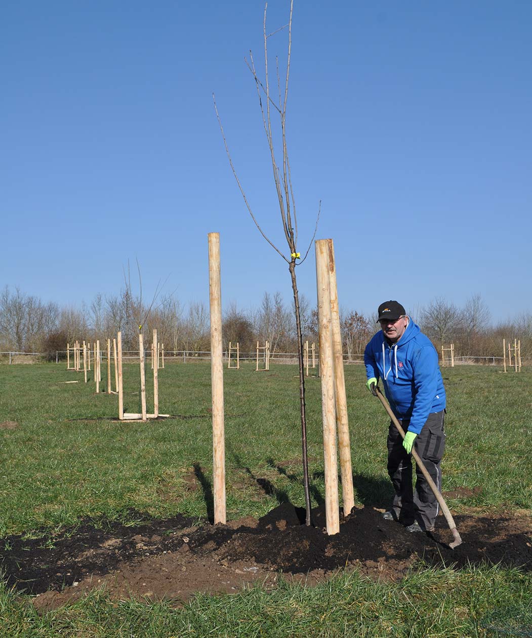 Wittenseer Streuobstwiese Pflanzen der Obstbume