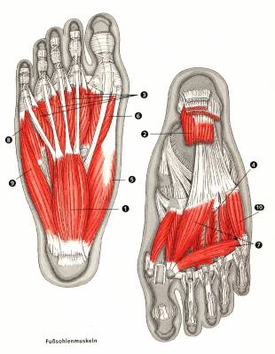 Muskulatur des Fußes